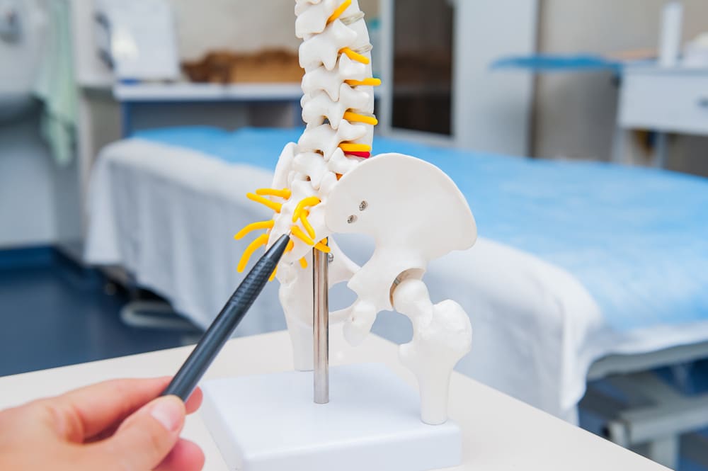 Doctor pointing to model spine with pen